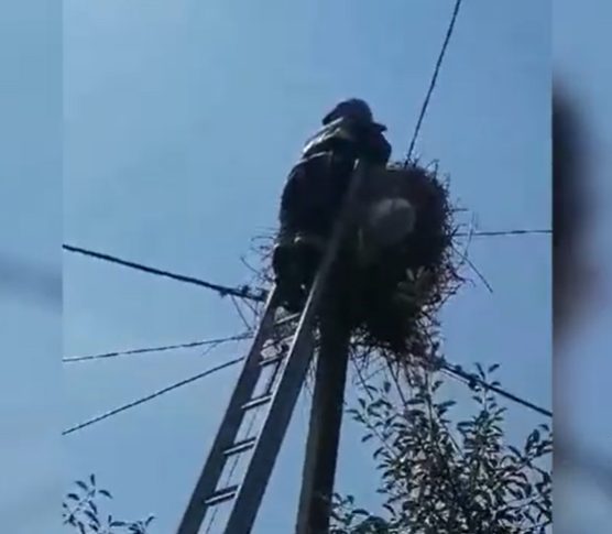 В Буда-Кошелевском районе спасатели освободили запутавшегося в гнезде аиста