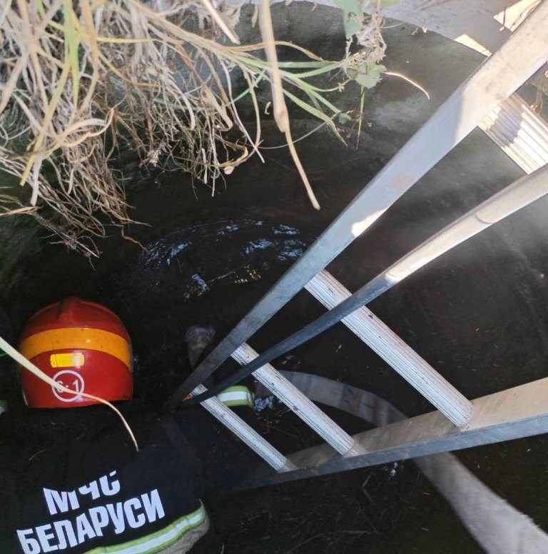 Жеребёнок упал в колодец в Добрушском районе — спасатели его извлекли