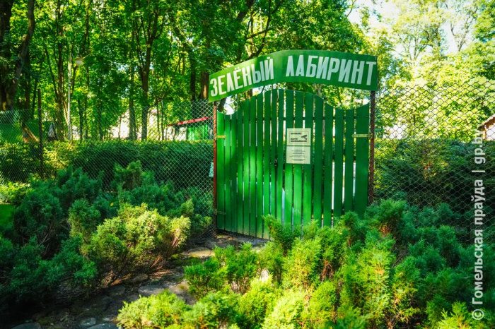 Еловый лабиринт вернулся в гомельский парк