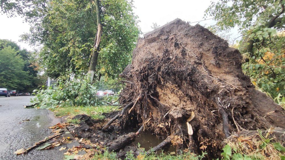 Во время грозы в Гомеле упало шесть деревьев