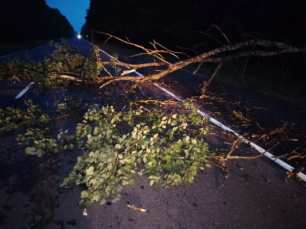 В Житковичском районе на трассе М10 упало дерево