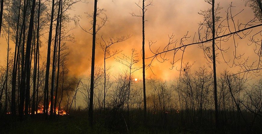 В Гомельской области потушили 15 природных пожаров за сутки