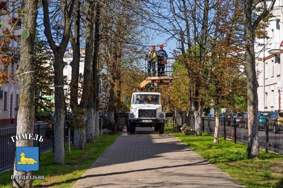 В Гомеле удаляют аварийные деревья на улице Комсомольской