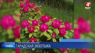 В Гомеле этой осенью высадят около шести тысяч деревьев