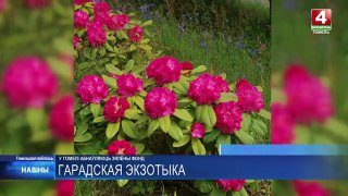 В Гомеле этой осенью высадят около шести тысяч деревьев
