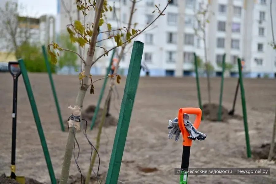 На Гомельщине пройдет областной субботник 5 сентября