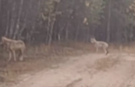 В Буда-Кошелевском районе грибник увидел на лесной дороге стаю волков