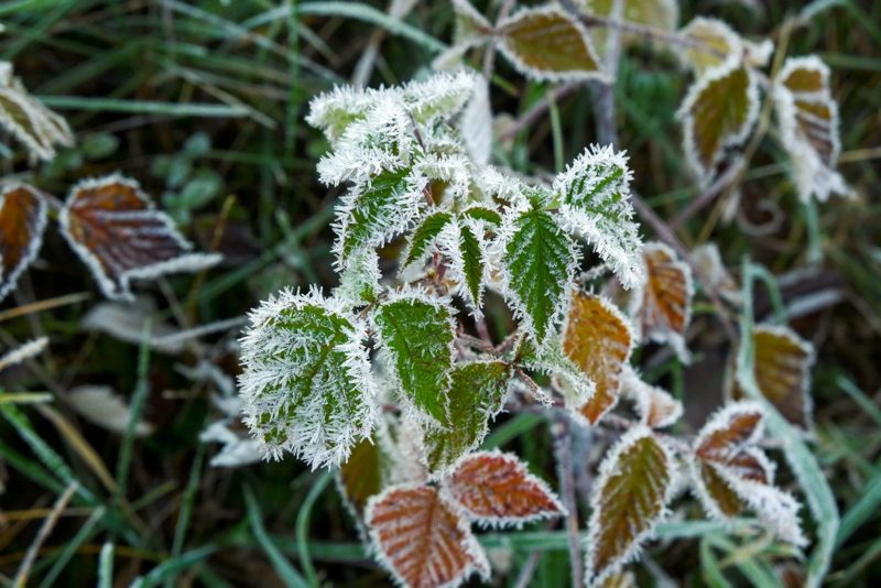 В Гомельской области 2 октября ударят заморозки до -4°С