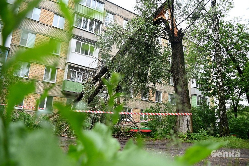 Упавшую иву на улице Жукова не могли убрать из-за припаркованной машины