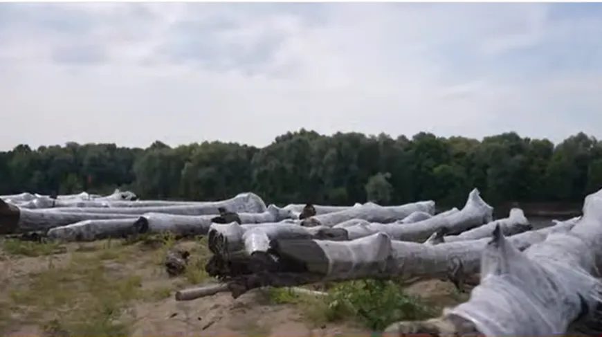 На дне Сожа под Гомелем нашли тысячелетние дубы и лиственницы