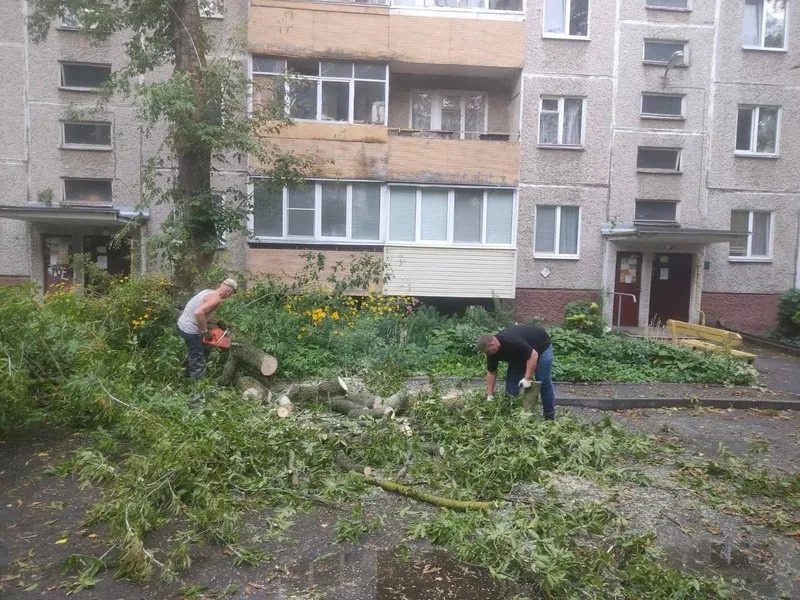 На улице Кожара рухнувшее дерево убрали за несколько часов