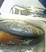 В магазинах Житковичского района выявлены просроченные продукты и нарушения условий хранения