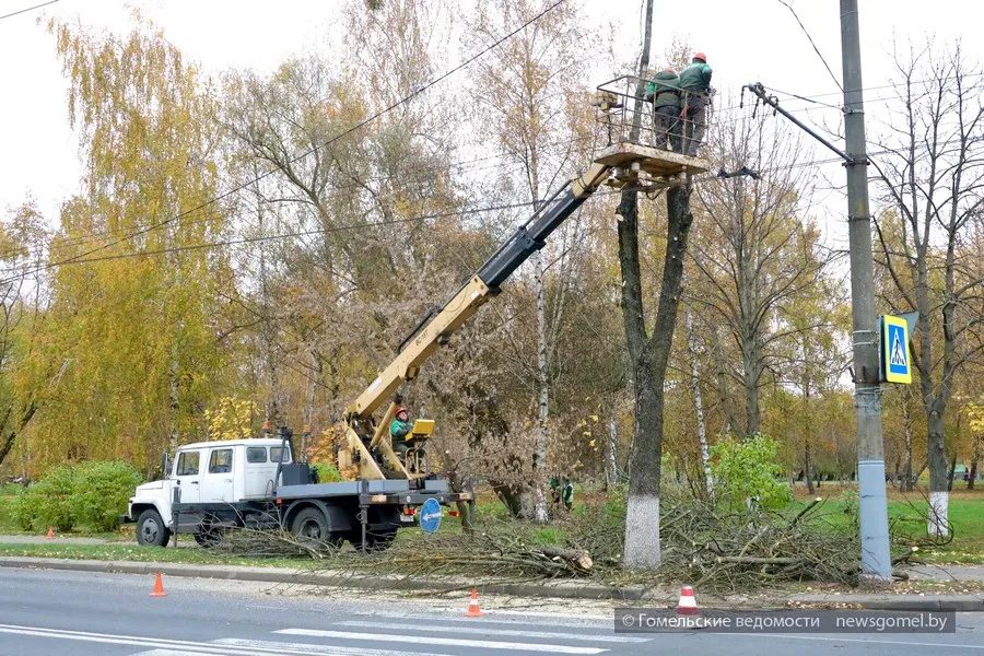 На Студенческом проезде удаляют ясени, поражённые ясеневой златкой