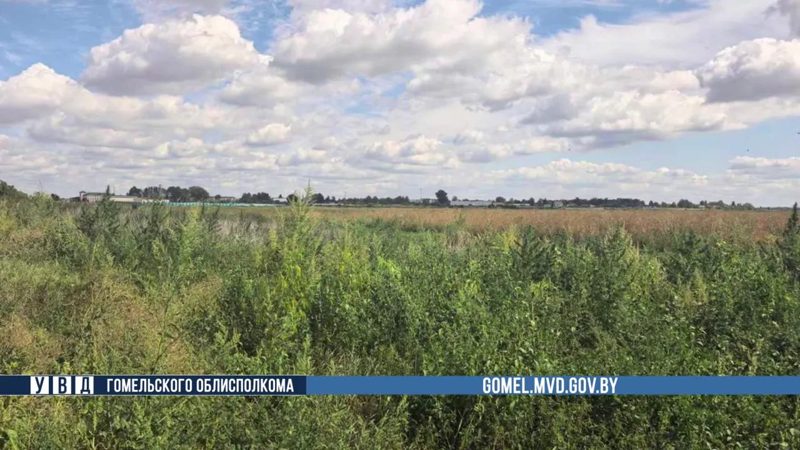Более 30 тонн конопли и 490 кг мака уничтожено в Гомельской области за лето