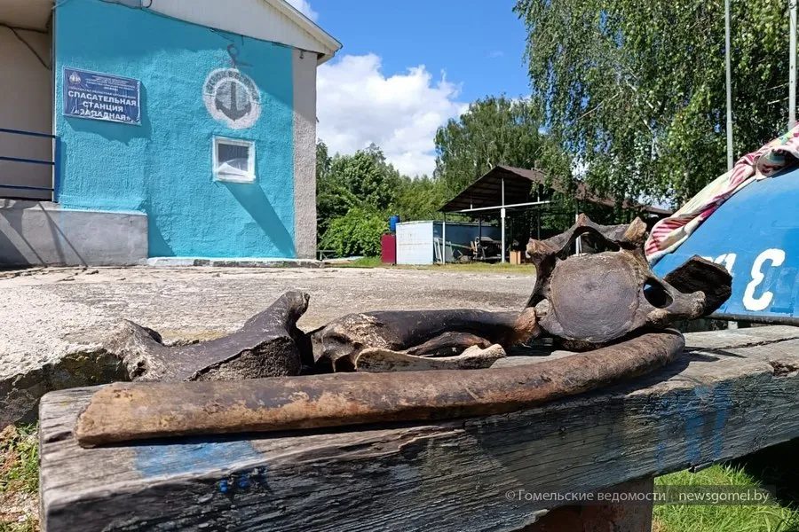Спасатели ОСВОД подняли кости мамонта и бизона с дна Сожа