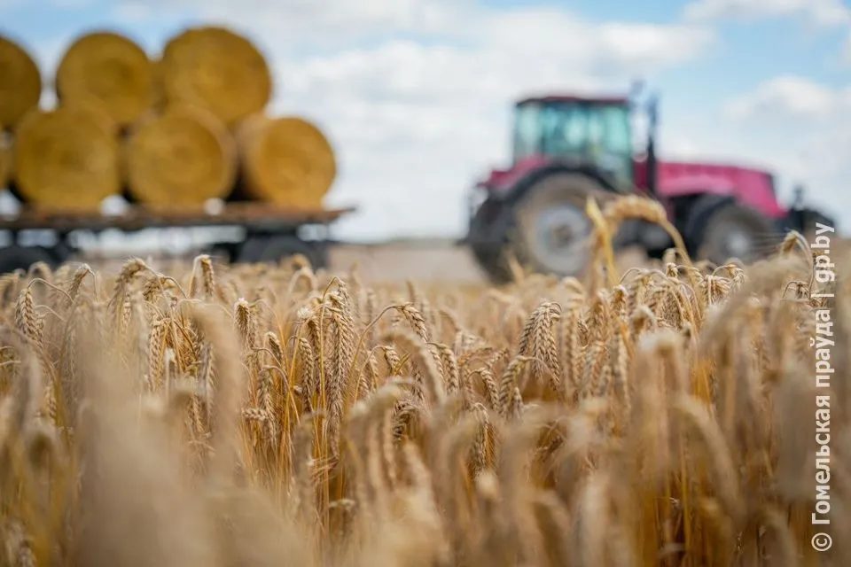 В Беларуси намолотили свыше 8 млн тонн зерна