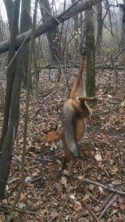 Под Гомелем задержали браконьера, ставившего капканы на лис — фото 3