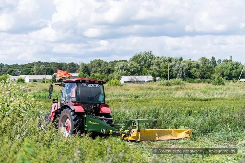 В Гомельском районе уничтожили поле дикорастущей конопли