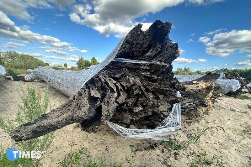 Из Сожа подняли 15-тонные мореные дубы возрастом до шести тысяч лет