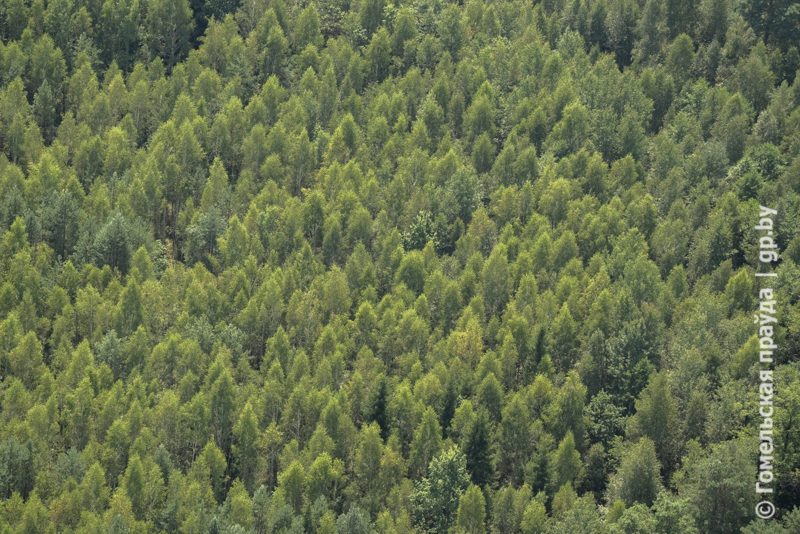 Ограничение или запрет: как различить режимы доступа в лес
