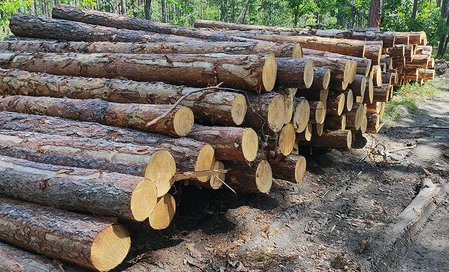 Прокуратура обнаружила в Светлогорском лесхозе незучтённую древесину