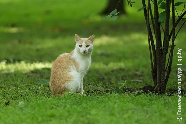 В Беларуси предлагают сделать регистрацию кошек добровольной