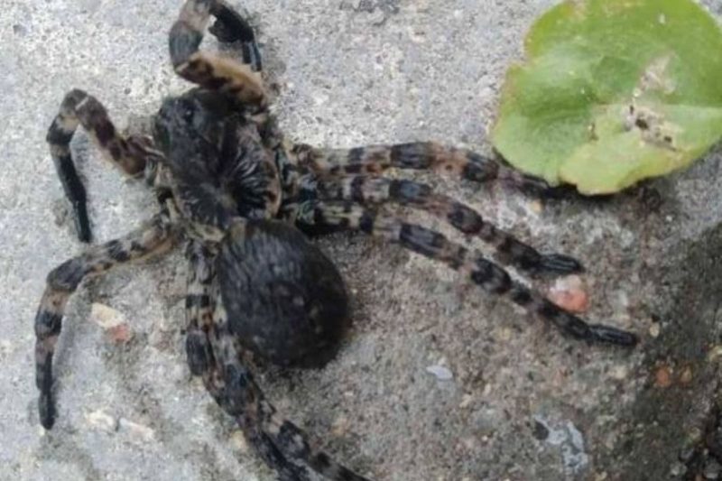 В Наровлянском районе спасатели отловили южнорусского тарантула