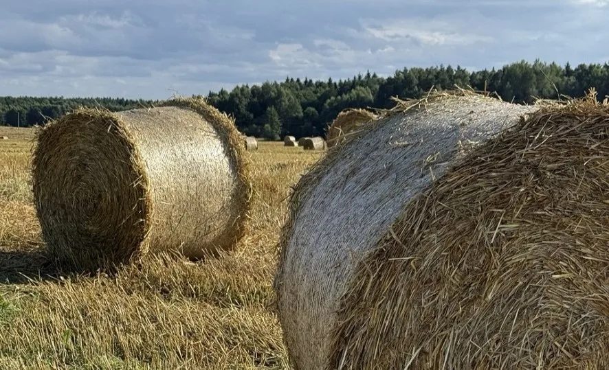 В Добрушском районе возбудили уголовное дело против директора за превышение полномочий