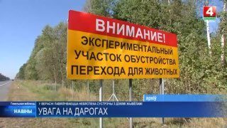 Осенью на дорогах Гомельщины возрастает риск столкновений с лосями и оленями