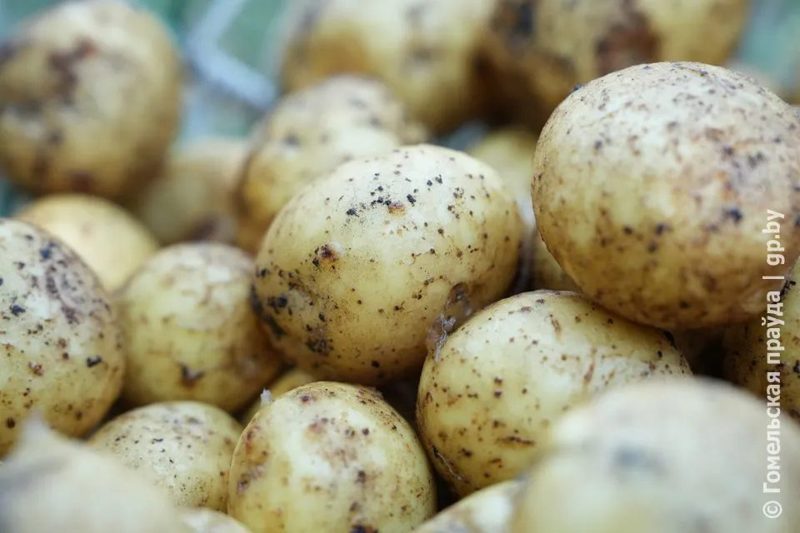 В Беларуси началась уборка картофеля и зерна
