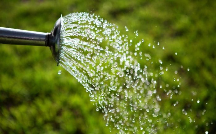 Гомельчан просят ограничить расход воды на полив во время жары