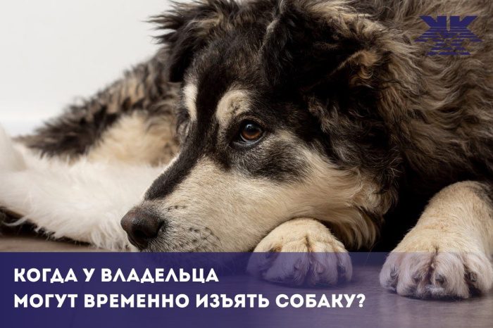 Когда у владельца могут временно изъять собаку