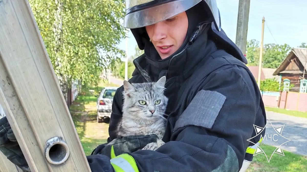 В Калинковичском районе спасли кота со скатной крыши дерева
