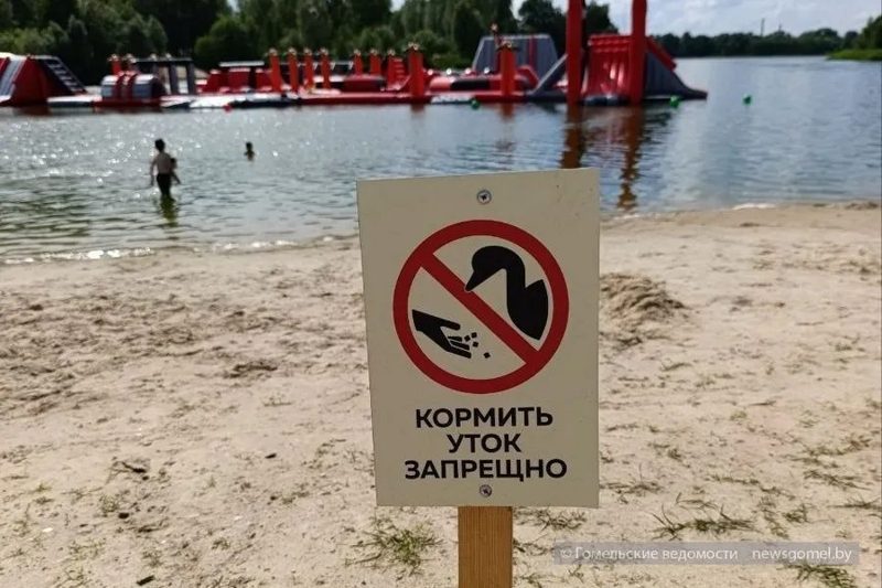 Почему не стоит кормить животных в городе: советы мамы гомельчанки