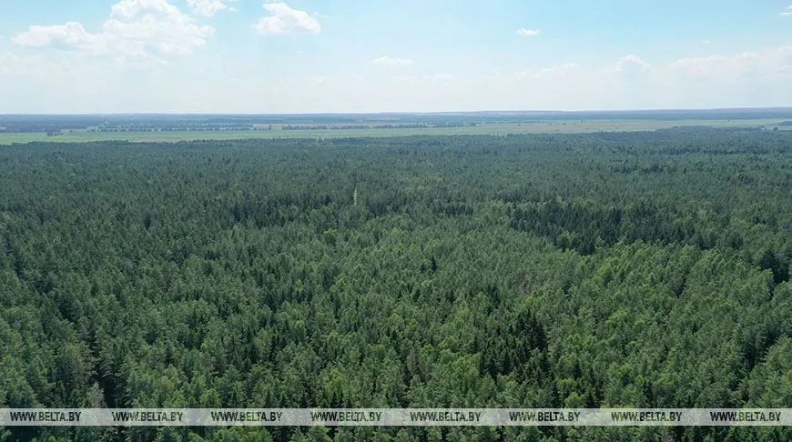 Жлобинский и Вилейский опытный лесхозы пострадали от непогоды больше всего