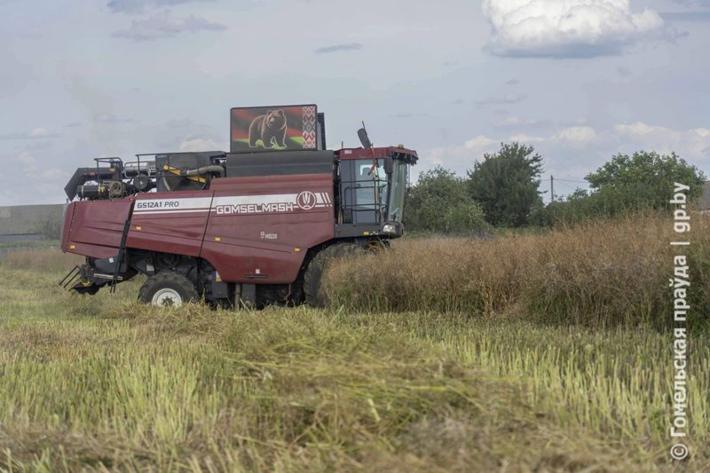 В Ветковском районе убирают 400 гектаров рапса